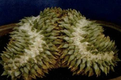 仙人掌有哪些稀有品种？看看你认识几种