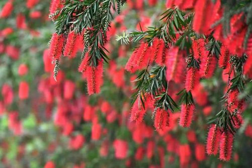 红千层的花语是什么，红千层这样养花似火焰，鲜艳美观