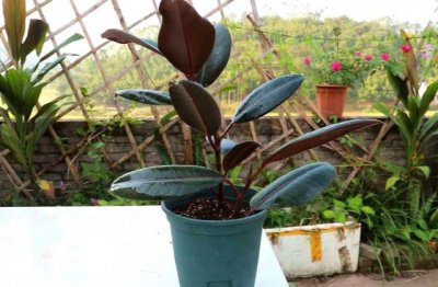 橡皮树的种植方法和注意事项