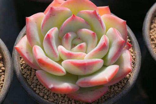 轰动多肉的养殖方法，四招养出仙气的轰动多肉