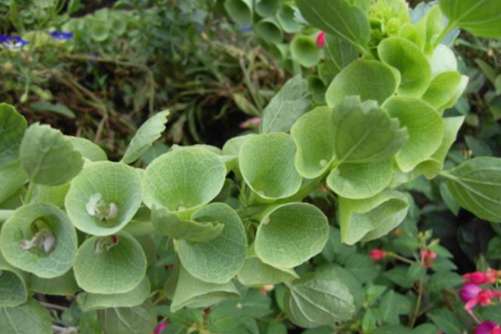 贝壳花的功效有哪些？贝壳花的作用还有这些你get到了吗