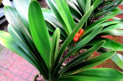 君子兰冬天怎么养？君子兰冬季的养殖方法和注意事项