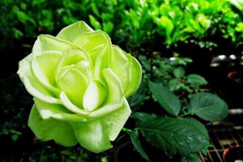 玫瑰花图片，玫瑰 玫瑰我爱你