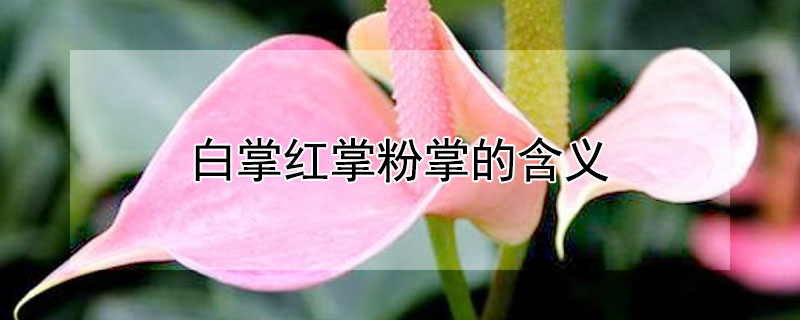 白掌红掌粉掌的含义