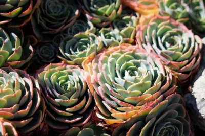 玉蝶怎么养？玉蝶的养殖方法和注意事项