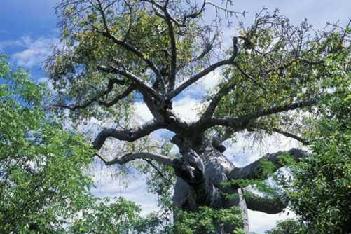 面包树在中国能种吗，带你快速了解面包树的特点