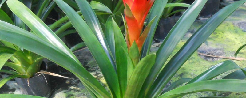 鸿运当头夏季怎样养护