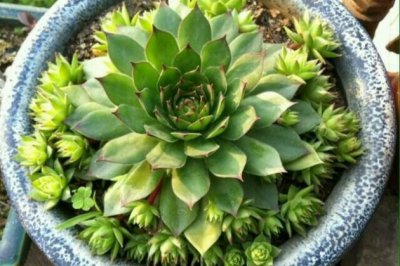 观音莲怎么养爆盆？观音莲的养殖方法和注意事项