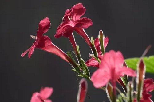 烟草花什么时候开花？想要看烟草花这个时间一定不能错过