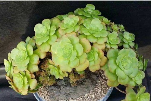 八尺镜多肉怎么养？静赏生命之蓬勃！