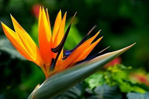 天堂鸟图片，高清天堂鸟图片大全