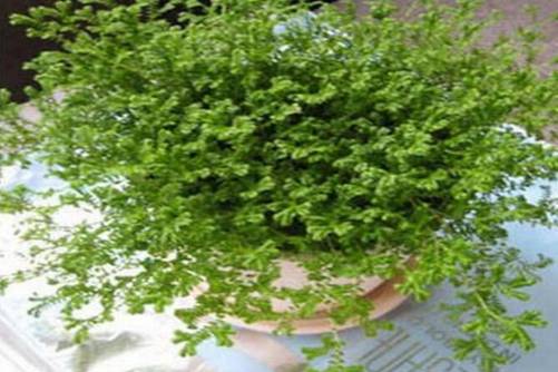 情人草盆栽怎么养，情人草的养殖方法介绍