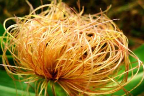 玉米须的功效与作用，玉米须泡水喝，收获多多