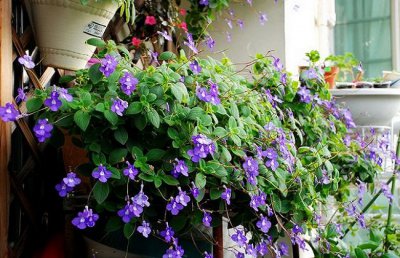 海豚花怎么养？海豚花的养殖方法