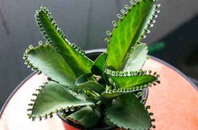 落地生根是多肉吗？是什么科花卉？