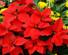 花语大全：“圣诞花”一品红花语和传说