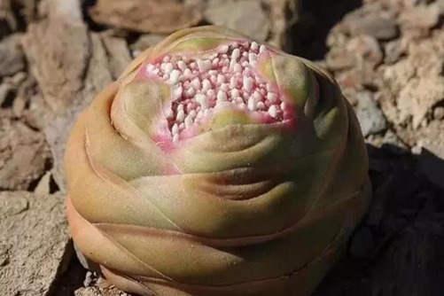 丽人多肉的养殖，张着血盆大口露出满嘴白牙的丽人多肉这样养