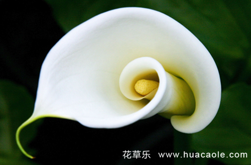 马蹄莲的花语及马蹄莲能放在卧室吗