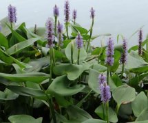 梭鱼草花语：自由、不受约束，海阔天空