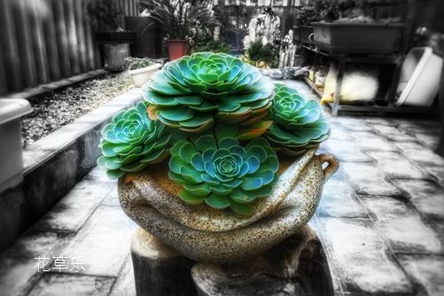 玉蝶砍头有妙招，用以下的方法，你的玉蝶变成新娘捧花指日可待