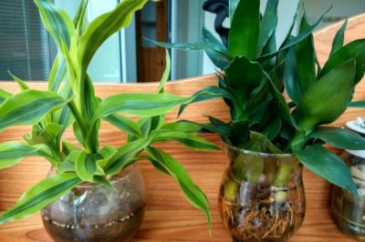 富贵竹冬天怎么养不会死？