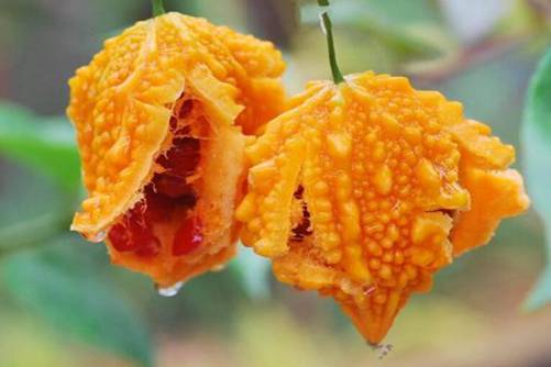 赖葡萄的功效与作用，赖葡萄 甜味的苦瓜