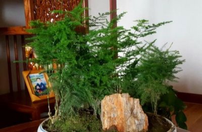 文竹的养殖方法