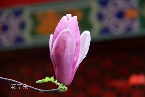 送给恩师最合适的花，木兰花花语