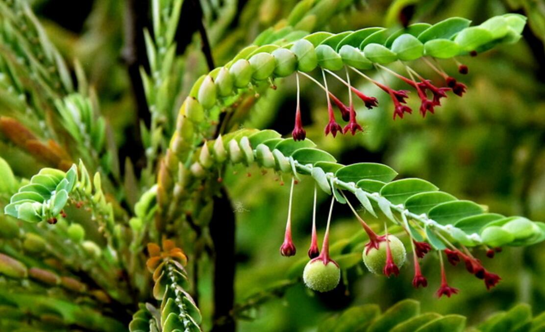 叶下珠草介绍及功效