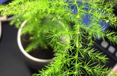 养好文竹的方法