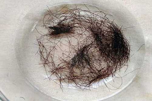 发菜图片，戈壁之珍发菜 此物只应天上有