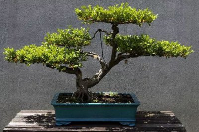 十种天生就是适合盆景制作的植物，也许正是你需要的！