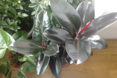 橡皮树春天怎么养长得快？