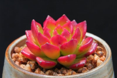 蒂亚多肉的养殖方法