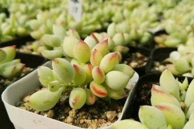 多肉植物达摩福娘怎么养饱满爆盆