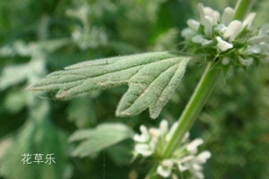 夏至花语大全：夏至草的花语及功效