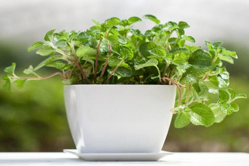 吸毒草的作用，吸毒草可以吃吗？