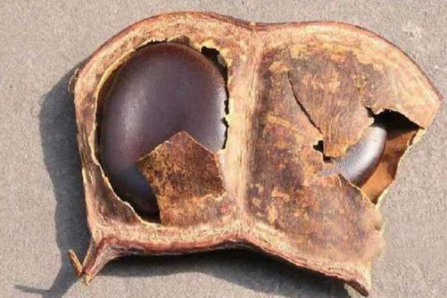 木腰子怎么吃更健康，木腰子被称为中华瑰宝你知道吗