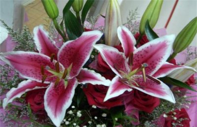 香水百合怎么养？香水百合的养殖方法和注意事项