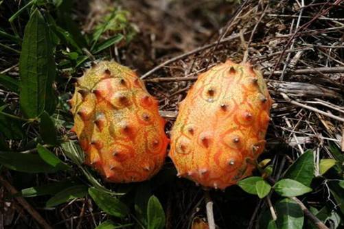 您知道哪些人不能吃火参果吗？这3种人就要注意了