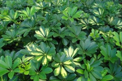 鸭脚木冬天怎么养？冬季鹅掌柴的养殖方法和注意事项