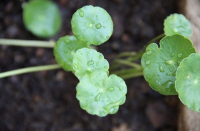 怎么养好铜钱草