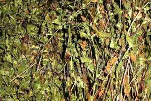 瓜子金多少钱一斤？想要了解2019瓜子金价格的看过来