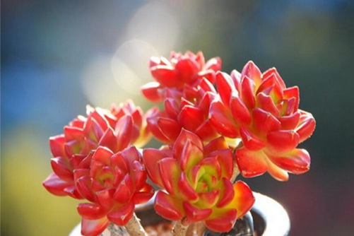 绿焰蒂亚怎么养，绿焰蒂亚养殖注意这几点就能轻松出锦