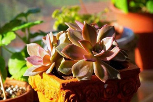 初恋多肉怎么养，简单几招将多肉初恋养爆盆,出状态