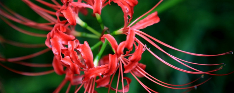 彼岸花叶子倒伏怎么办