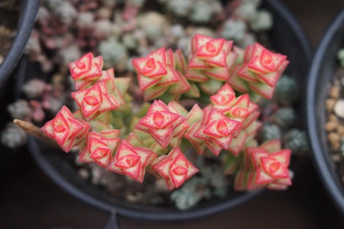 小米星怎么养才爆盆，让小米星爆盆,下手就要狠一点