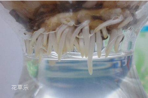 风信子种球发霉怎么办？别丢，用以下的方法就能起死回生！