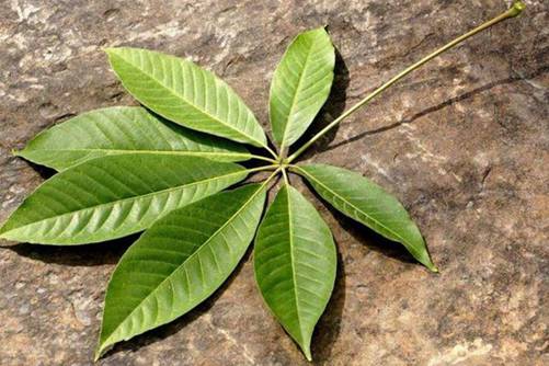 七叶树的养殖方法和注意事项，七叶树的寓意财源滚滚