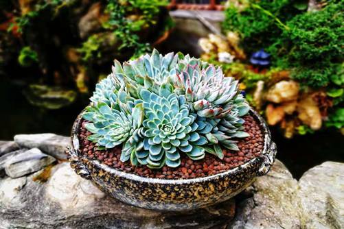 多肉什么时候叶插，多肉叶插技巧你知道多少